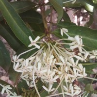 Ixora jucunda Thwaites